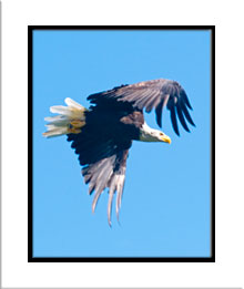matted photo of eagle